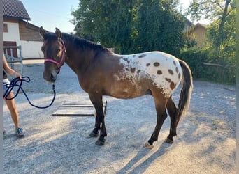 Polnisches Reitpony, Wallach, 10 Jahre, 150 cm, Tigerschecke