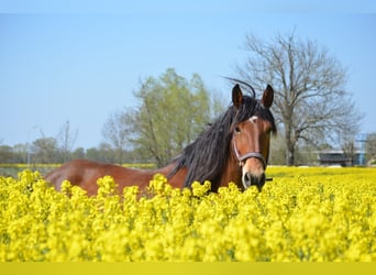 Polnisches Reitpony, Wallach, 12 Jahre, 150 cm, Brauner