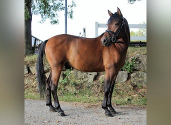 Polnisches Reitpony, Wallach, 12 Jahre, Brauner