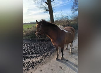 Polnisches Reitpony, Wallach, 13 Jahre, 139 cm, Brauner