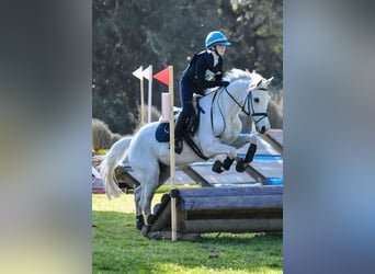 Polnisches Reitpony, Wallach, 13 Jahre, 146 cm, Schimmel