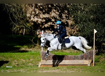 Polnisches Reitpony, Wallach, 13 Jahre, 146 cm, Schimmel