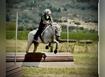 Polnisches Reitpony, Wallach, 13 Jahre, 146 cm, White