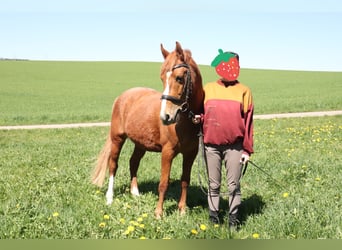 Polnisches Reitpony, Wallach, 14 Jahre, 148 cm, Fuchs