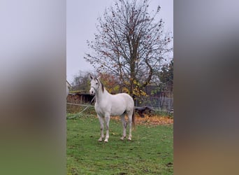Polnisches Reitpony Mix, Wallach, 14 Jahre, 160 cm, Apfelschimmel