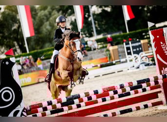 Polnisches Reitpony, Wallach, 16 Jahre, 148 cm, Rotbrauner