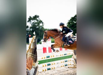 Polnisches Reitpony, Wallach, 16 Jahre, 148 cm, Rotbrauner