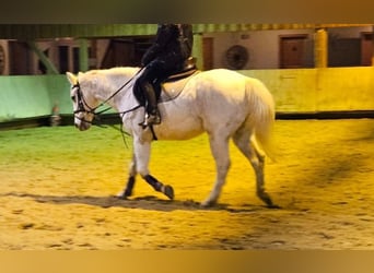 Polnisches Reitpony, Wallach, 16 Jahre, 148 cm, Schimmel