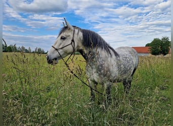 Polnisches Reitpony, Wallach, 16 Jahre, 150 cm, Apfelschimmel