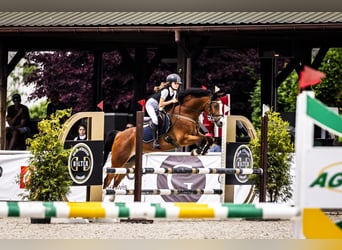 Polnisches Reitpony, Wallach, 17 Jahre, 148 cm, Rotbrauner