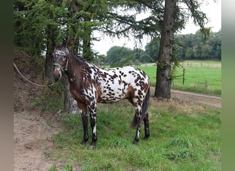 Polnisches Reitpony, Wallach, 2 Jahre, 147 cm, Tigerschecke