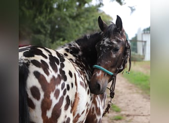 Polnisches Reitpony, Wallach, 2 Jahre, 147 cm, Tigerschecke