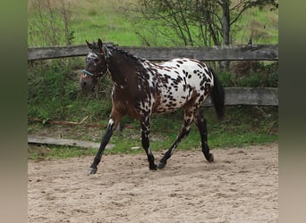 Polnisches Reitpony, Wallach, 2 Jahre, 147 cm, Tigerschecke