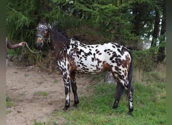 Polnisches Reitpony, Wallach, 2 Jahre, 147 cm, Tigerschecke