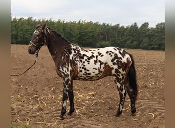 Polnisches Reitpony, Wallach, 2 Jahre, 147 cm, Tigerschecke