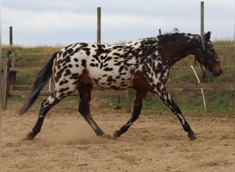 Polnisches Reitpony, Wallach, 2 Jahre, 147 cm, Tigerschecke