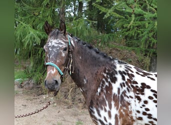 Polnisches Reitpony, Wallach, 2 Jahre, 147 cm, Tigerschecke