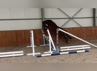 Polnisches Reitpony, Wallach, 3 Jahre, 142 cm, Rotbrauner