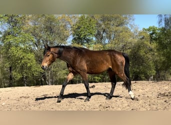 Polnisches Reitpony, Wallach, 3 Jahre, 142 cm, Rotbrauner