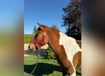 Polnisches Reitpony, Wallach, 3 Jahre, 142 cm, Schecke