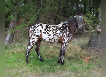 Polnisches Reitpony, Wallach, 3 Jahre, 147 cm, Tigerschecke