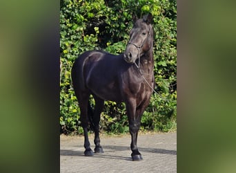 Polnisches Reitpony, Wallach, 3 Jahre, 148 cm, Rappe