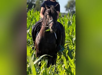 Polnisches Reitpony, Wallach, 3 Jahre, 148 cm, Rappe