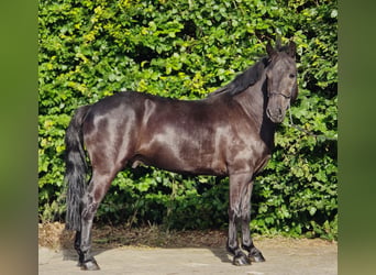 Polnisches Reitpony, Wallach, 3 Jahre, 148 cm, Rappe