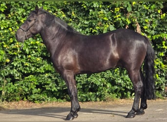 Polnisches Reitpony, Wallach, 3 Jahre, 148 cm, Rappe