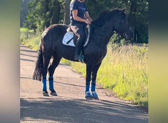 Polnisches Reitpony, Wallach, 3 Jahre, 148 cm, Rappe