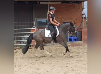 Polnisches Reitpony Mix, Wallach, 3 Jahre, 153 cm, Roan-Blue