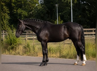 Polnisches Reitpony, Wallach, 3 Jahre, 167 cm, Rappe