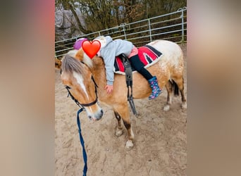 Polnisches Reitpony, Wallach, 4 Jahre, 133 cm, Overo-alle-Farben