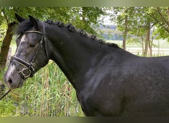 Polnisches Reitpony, Wallach, 4 Jahre, 140 cm, Rappschimmel