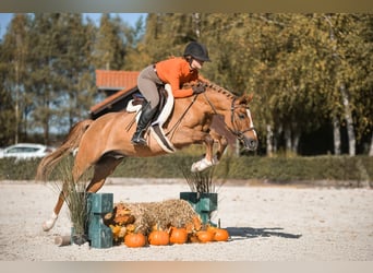 Polnisches Reitpony, Wallach, 4 Jahre, 144 cm, Fuchs