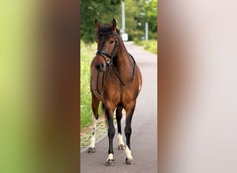 Polnisches Reitpony, Wallach, 4 Jahre, 145 cm, Falbe