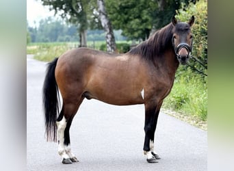 Polnisches Reitpony, Wallach, 4 Jahre, 145 cm, Falbe