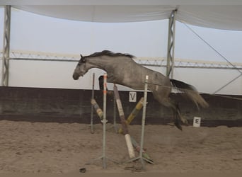 Polnisches Reitpony, Wallach, 4 Jahre, 145 cm, Schimmel