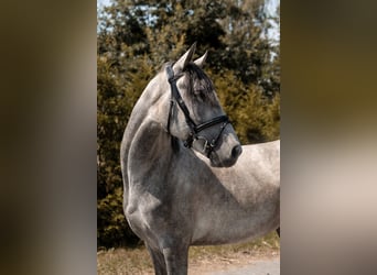 Polnisches Reitpony, Wallach, 4 Jahre, 145 cm, Schimmel