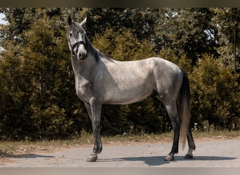 Polnisches Reitpony, Wallach, 4 Jahre, 145 cm, Schimmel
