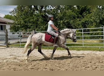 Polnisches Reitpony Mix, Wallach, 4 Jahre, 148 cm, Apfelschimmel