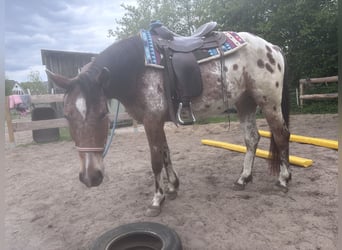 Polnisches Reitpony, Wallach, 4 Jahre, 152 cm