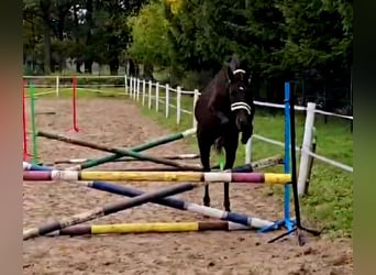 Polnisches Reitpony Mix, Wallach, 4 Jahre, 152 cm, Schwarzbrauner