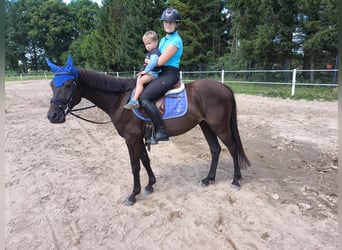 Polnisches Reitpony Mix, Wallach, 4 Jahre, 152 cm, Schwarzbrauner