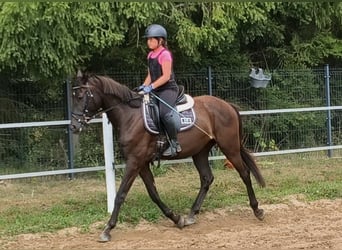Polnisches Reitpony Mix, Wallach, 4 Jahre, 152 cm, Schwarzbrauner