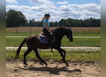 Polnisches Reitpony Mix, Wallach, 4 Jahre, 152 cm, Schwarzbrauner