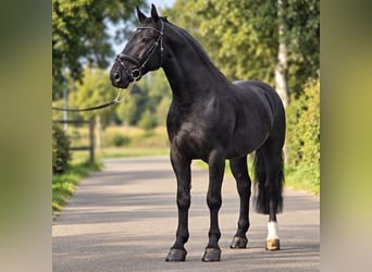 Polnisches Reitpony, Wallach, 4 Jahre, 170 cm, Rappe