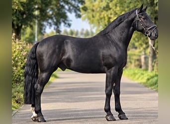 Polnisches Reitpony, Wallach, 4 Jahre, 170 cm, Rappe