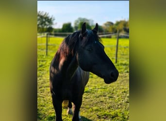 Polnisches Reitpony, Wallach, 5 Jahre, 140 cm, Rappe