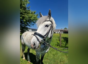 Polnisches Reitpony, Wallach, 5 Jahre, 146 cm